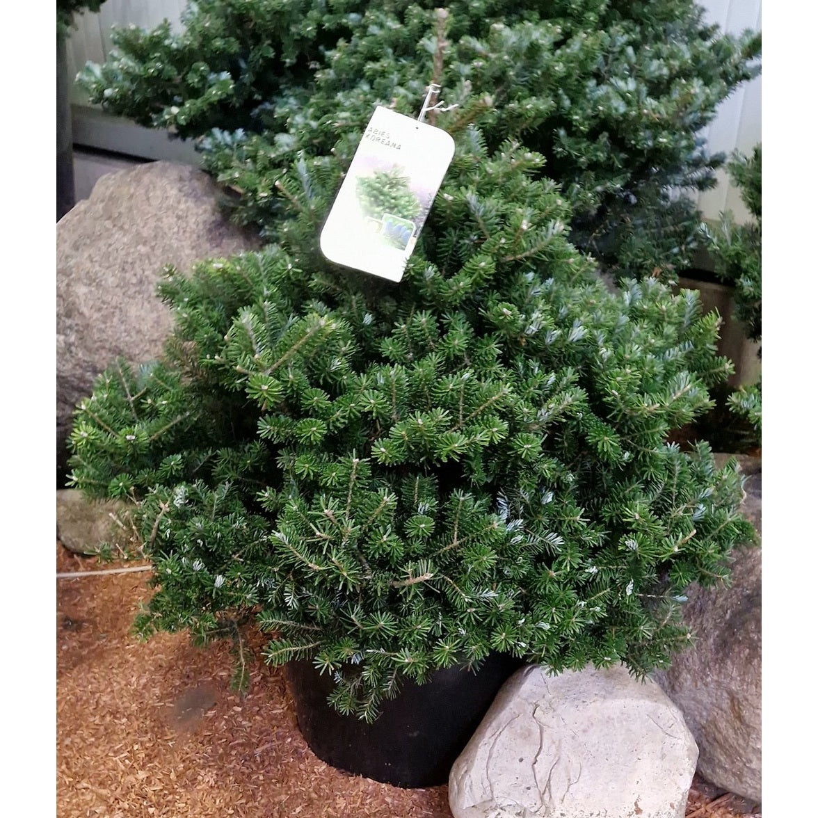 Koreagran – Abies k. 'Molli' - 60-70 CM RB Extra